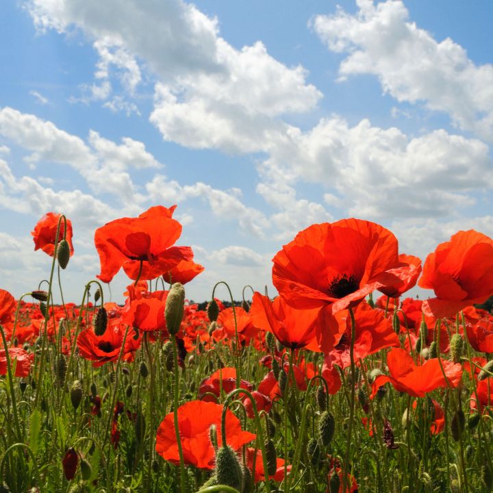 Ribbon of Poppies