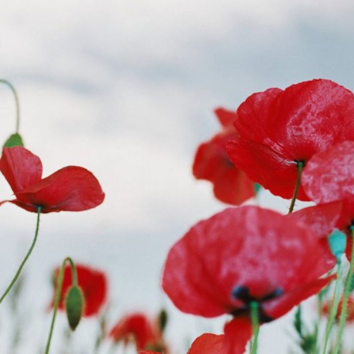 Remembrance Day!