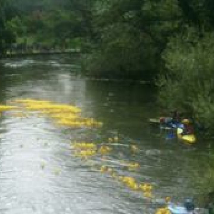 Solent Lions Duck Race